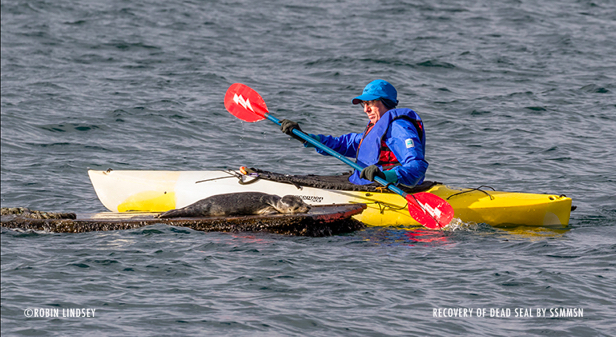 seal-recovery-blubberblog-110-7